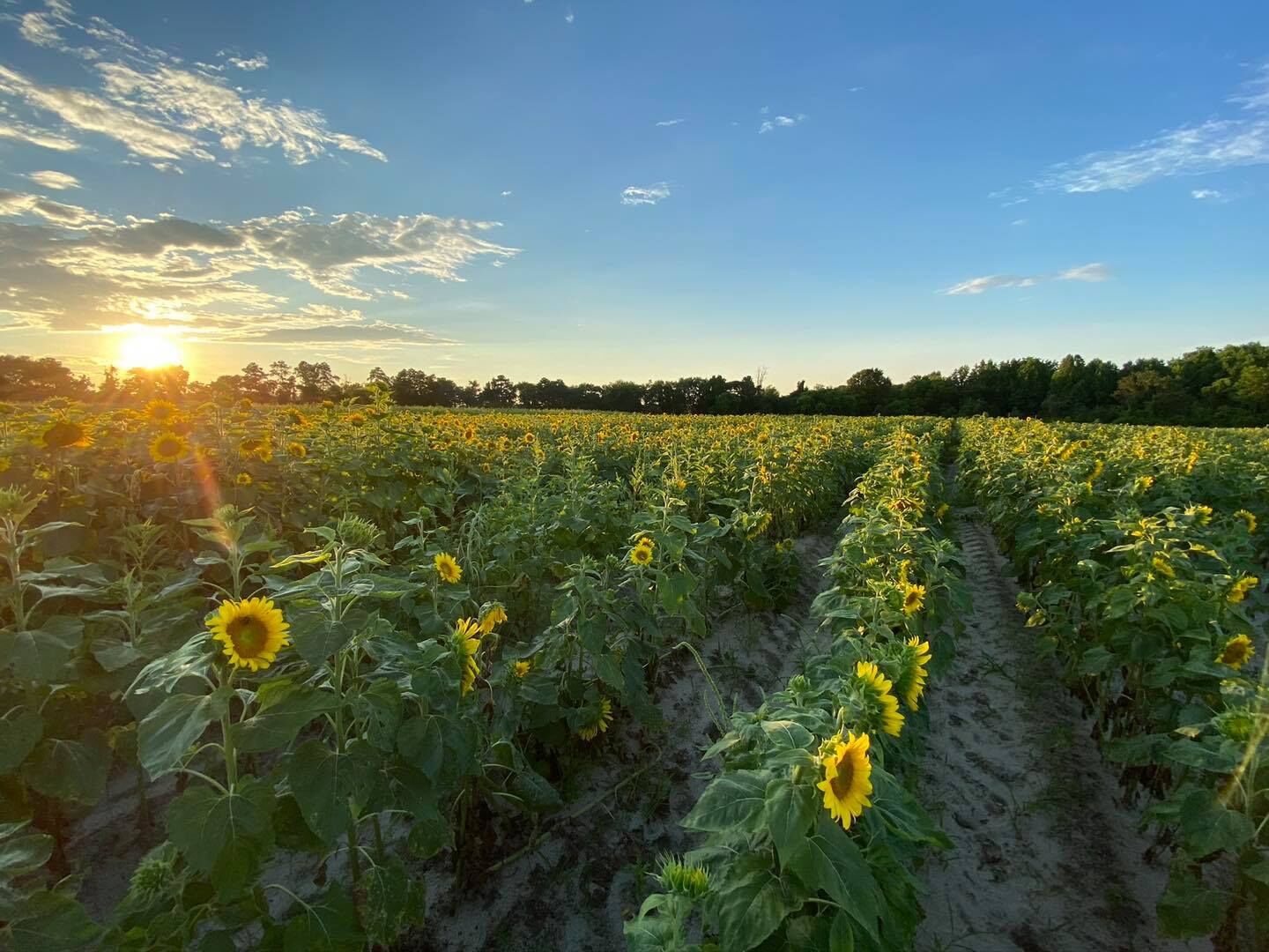 sunflowers